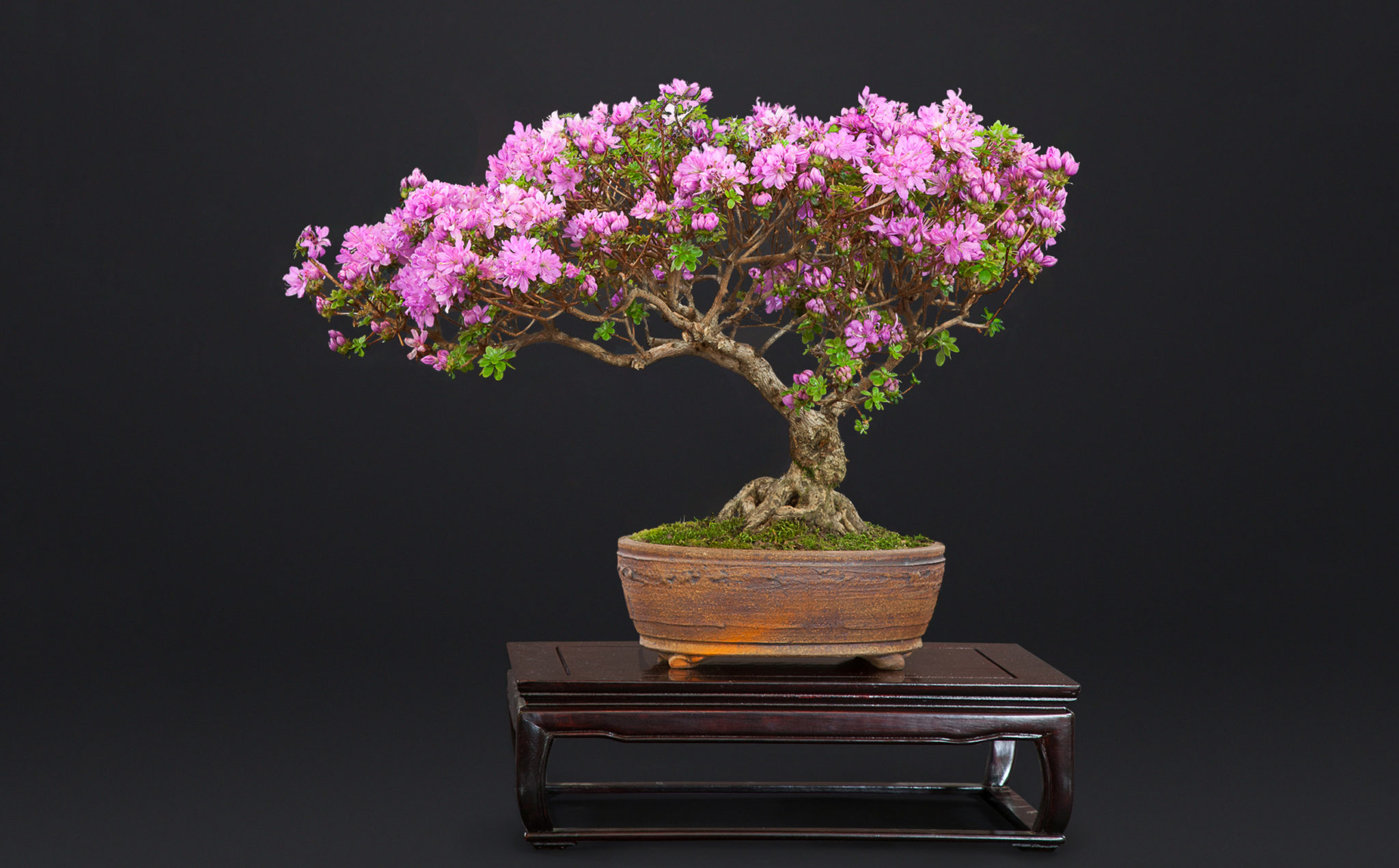 Gordon Deeg - Azaleas | Kusamura Bonsai Club