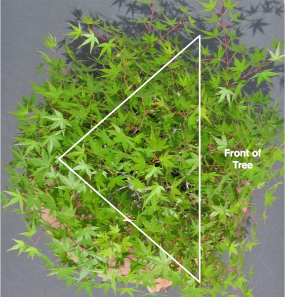 Maple Pruning Basics